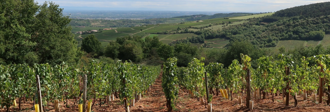 Visiter Mâcon et ses environs